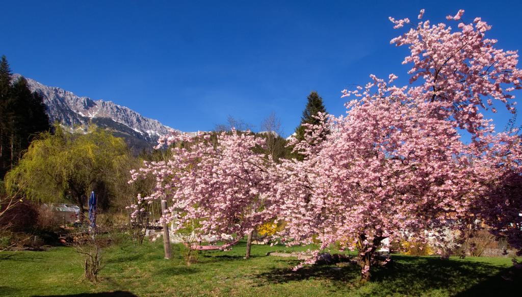 Pension Aloisia Scheffau am Wilden Kaiser Extérieur photo